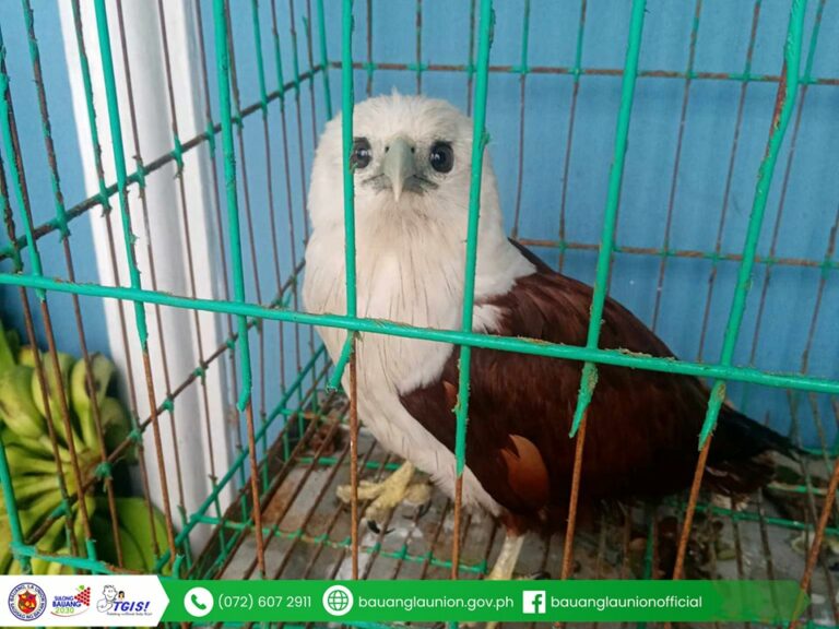 Unique Eagle Species Turned Over by Bauang Local to DENR